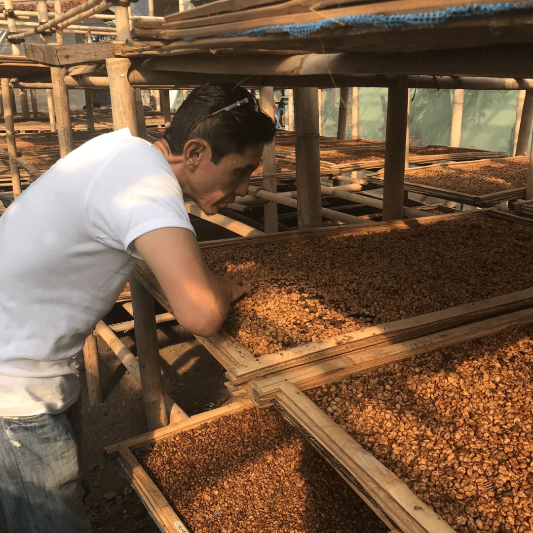 Frinsa, [Java] - Image 3