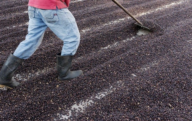 Central Valley [Costa Rica] - Image 3